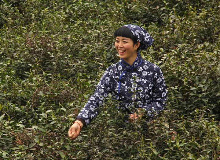 伊人app免费观看直播